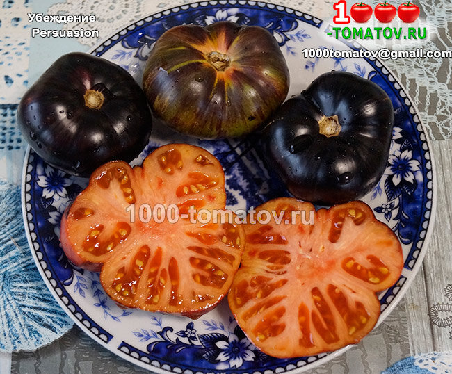 Томат Убеждение  Persuasion фото 2