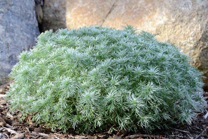 А кому то нравится  этот запах ) 