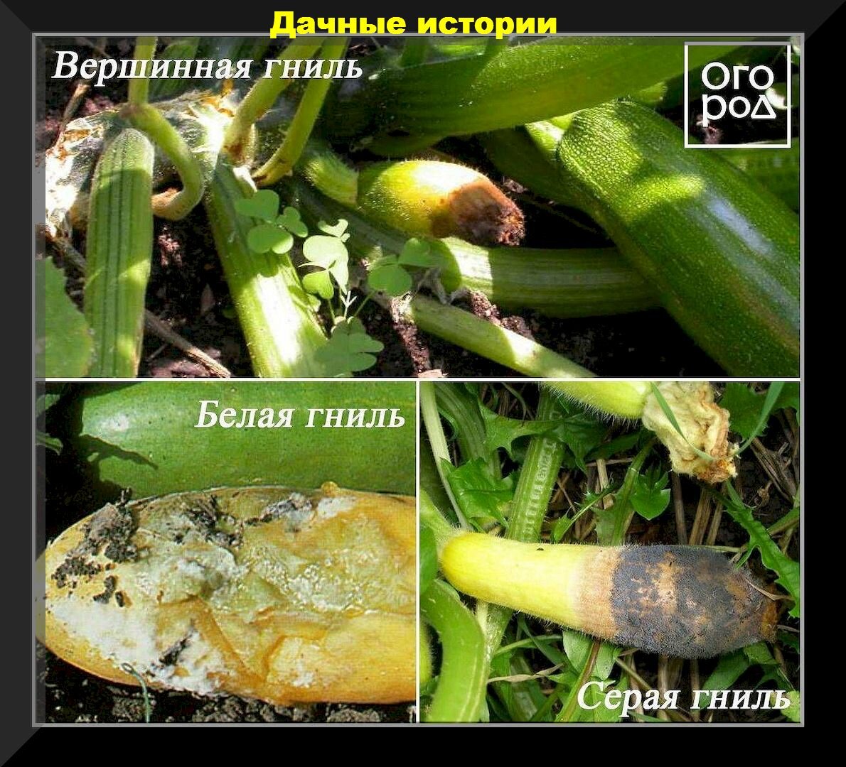 https://vk.com/photo-159774511_457261639