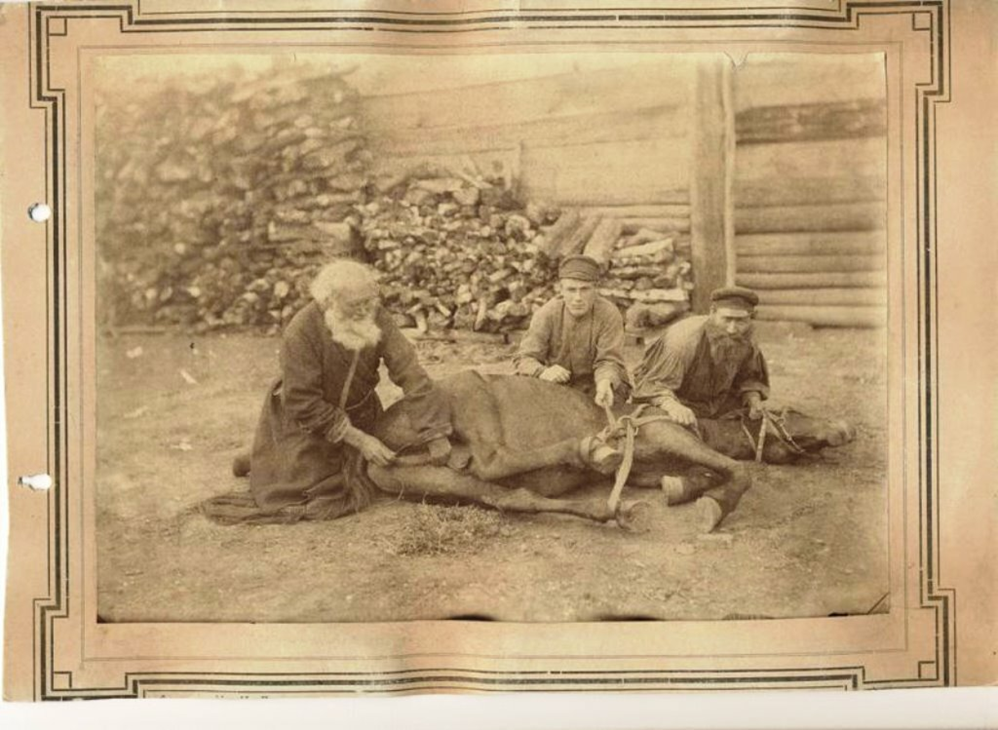 Как раньше называли лекаря который лечил животных. Извлечение камня глупости хемессен. Лекарь. Травники на руси. Как раньше называли лекаря который лечил животных.