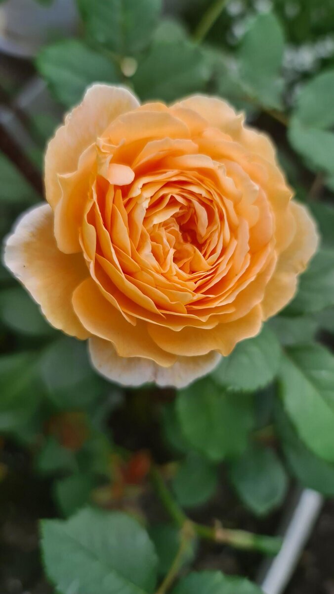 Просто красивая розочка цветет у меня в саду