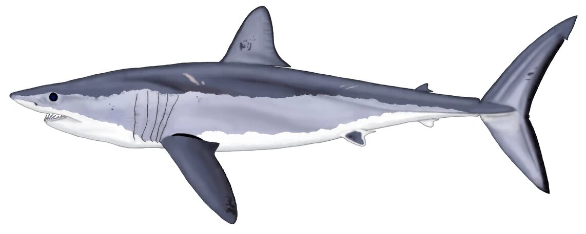 Isurus oxyrinchus