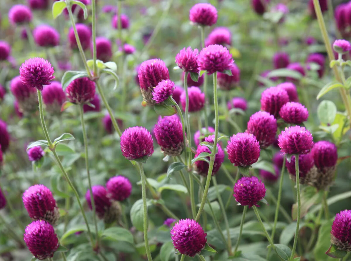 Кусты гомфрены осенью, фото.