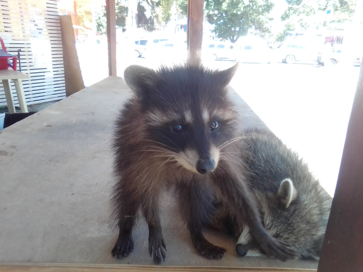 Вот вам любознательный енот