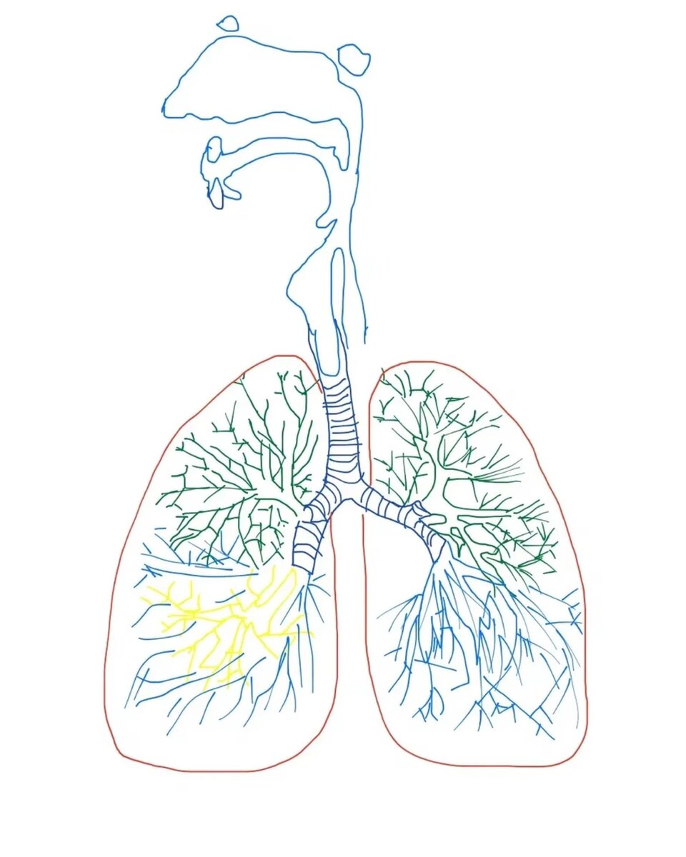 Простейшее строение легких