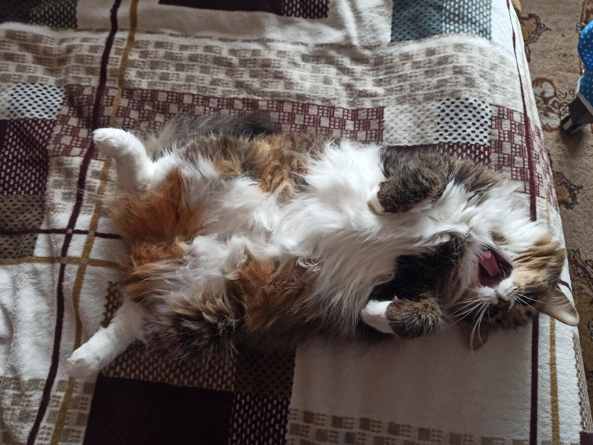 Замуурчательного отдыха😸