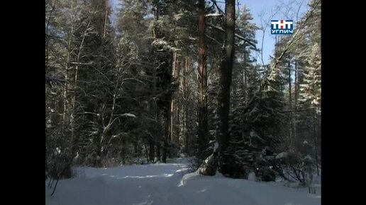 Наедине с природой. Сосновый лес | 2010