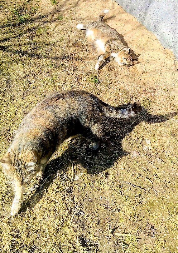 Муся и Люся вышли погулять во двор