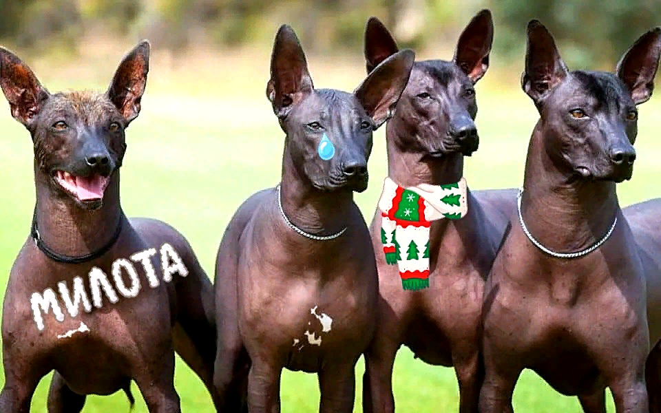 Сфинксы мира собачьих 