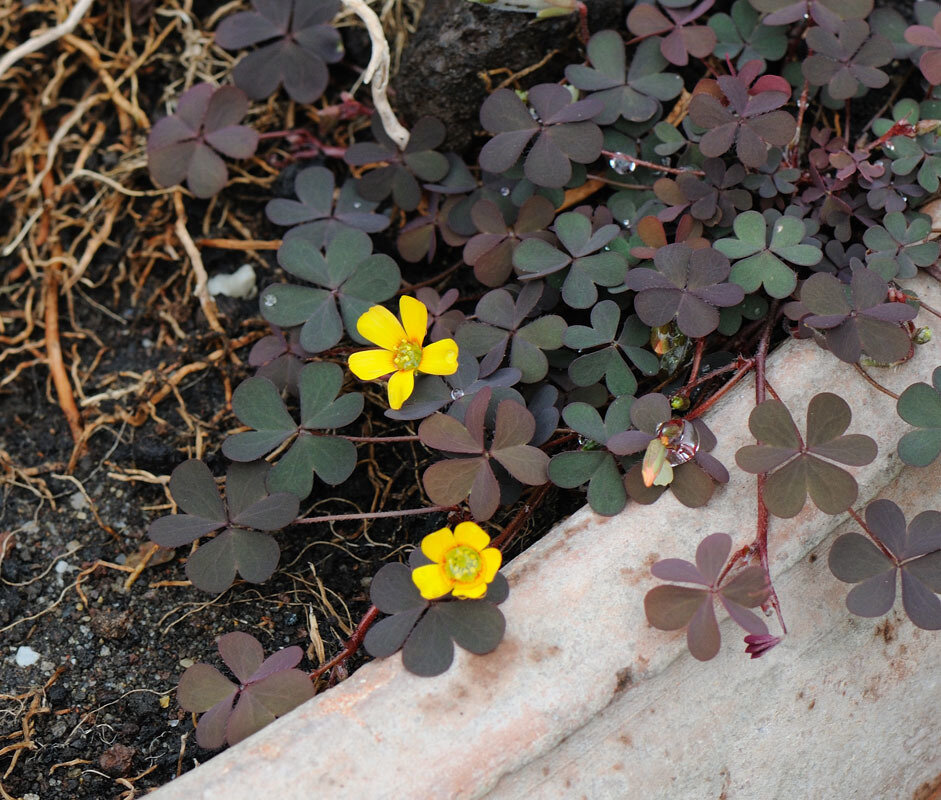 Свой сорняк я не додумалась сфотографировать)) Взяла фото с сайта https://www.inaturalist.org/observations/7477