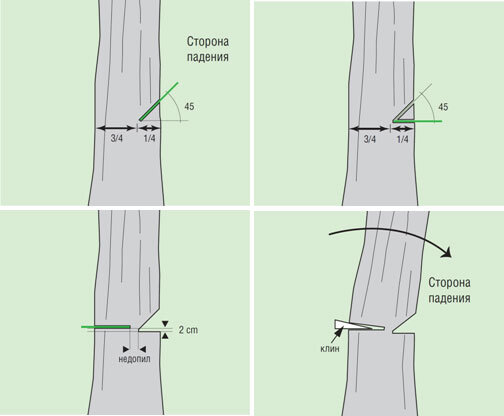 8 методов спилить дерево. 🌳 Технология правильного спила. ✅ Блог пластиковыеокнавтольятти.рф