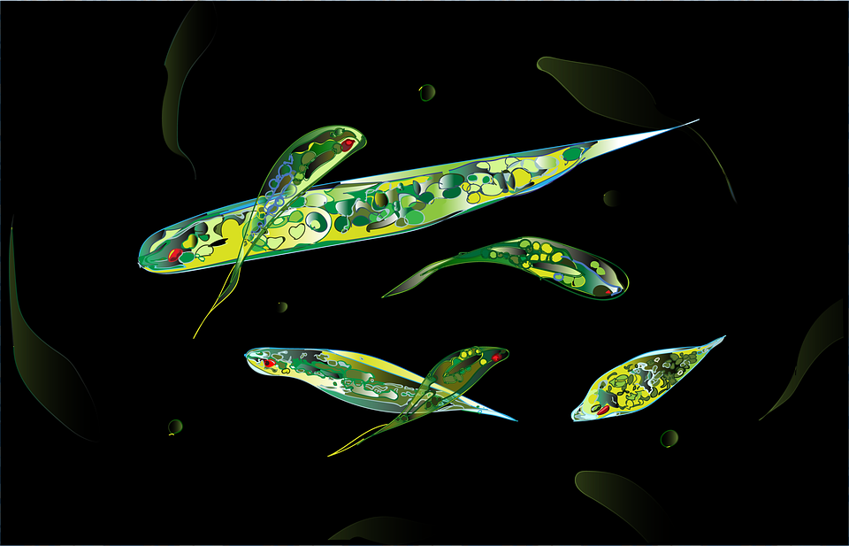 https://cdn.pixabay.com/photo/2017/05/18/05/53/euglena-2322612_960_720.png