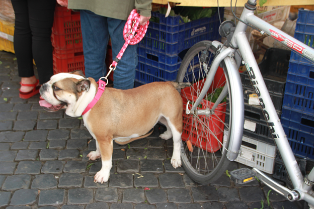 Собаки в Риме или Почему я хочу быть в следующей жизни итальянской собакой