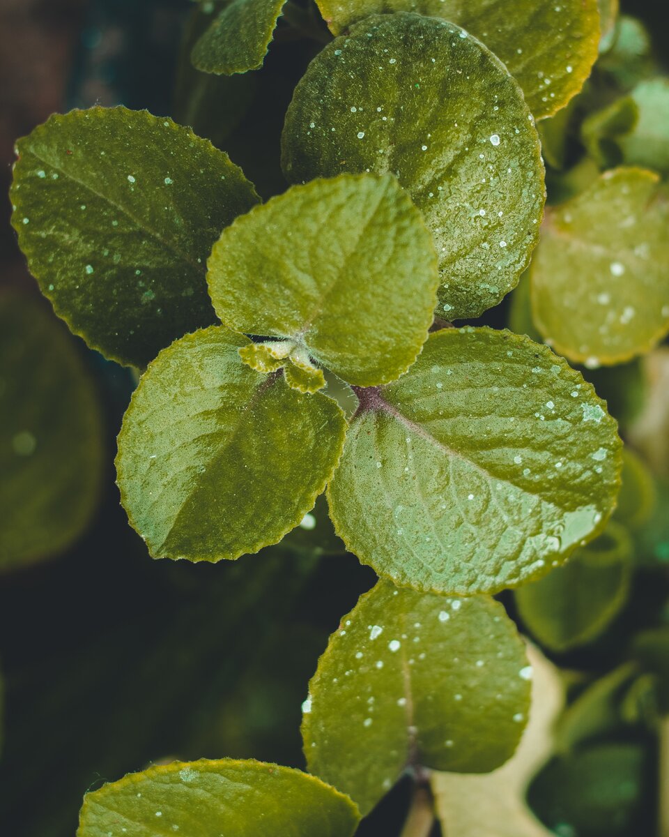 https://www.pexels.com/ru-ru/photo/1233181/