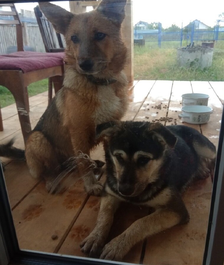 Это наши Радуся и Веруня. Чумазое счастье:)