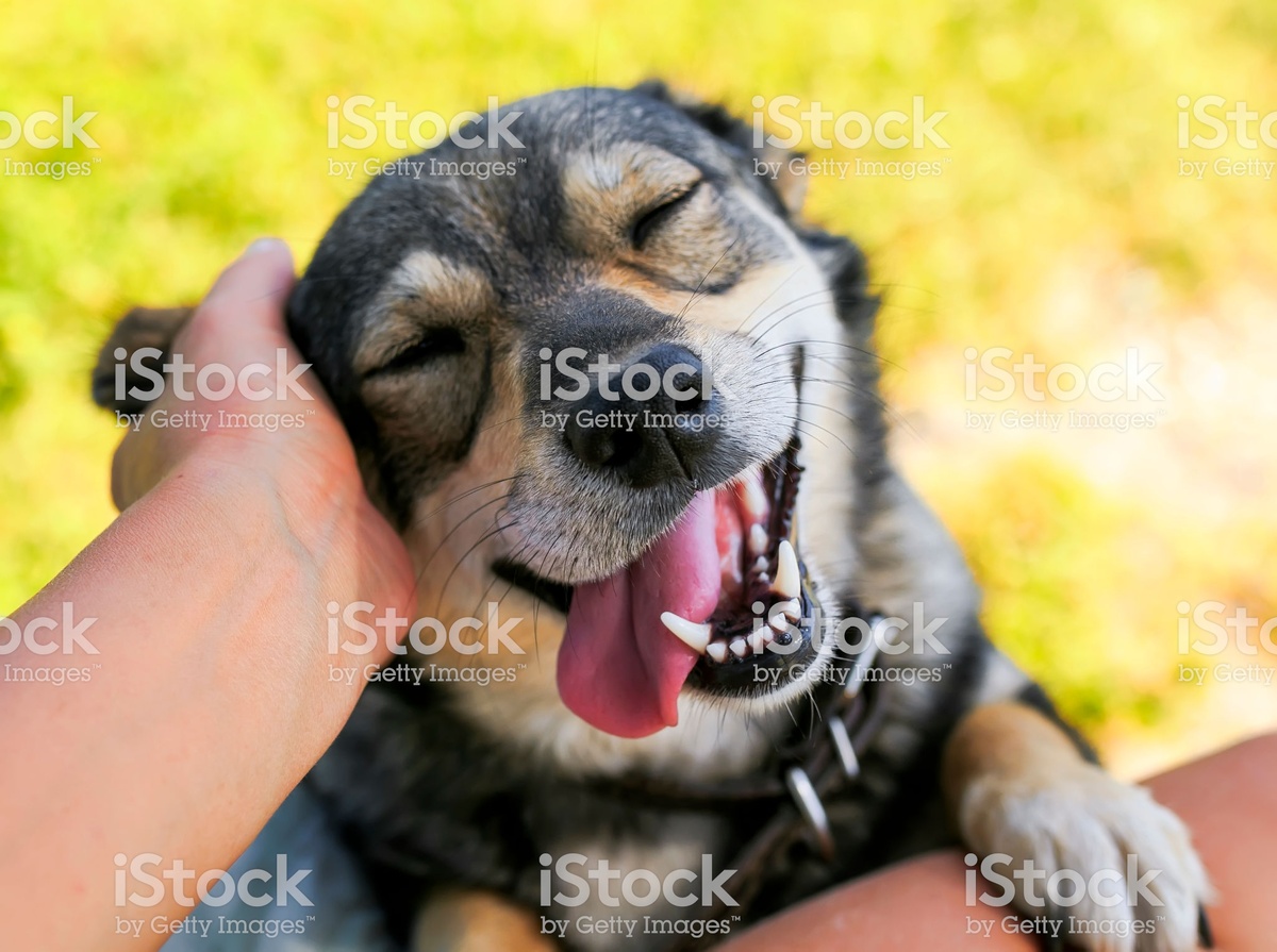 https://www.istockphoto.com/ru/%D1%84%D0%BE%D1%82%D0%BE/cute-dog-put-his-face-on-his-knees-to-the-man-and-smiling-from-the-hands-scratching-gm1041987488-278973008