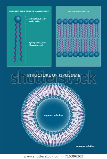 https://www.shutterstock.com/tr/image-vector/vector-illustration-phospholipid-lipid-bilayer-liposome-715396363?src=fKKo9AIYp3jJV1lNuEu4pQ-1-1