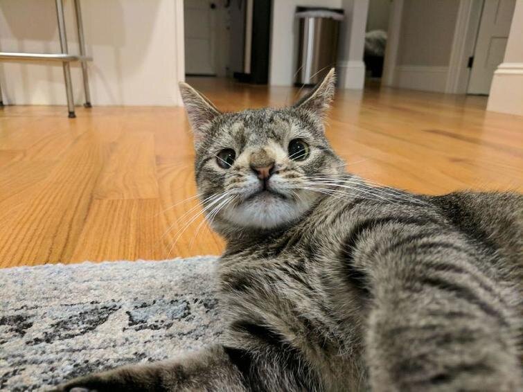 https://www.instagram.com/meetmayacat/