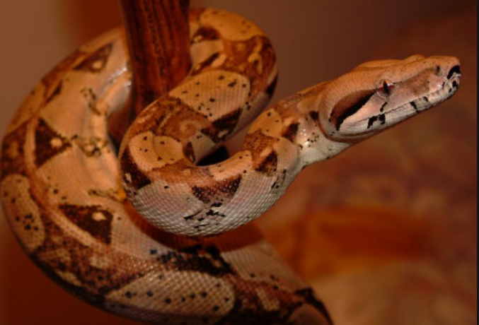 императорский удав (фото cache3.youla.io/files/images/720_720_out/59/a1/59a1bd08d677506274162644.jpg)