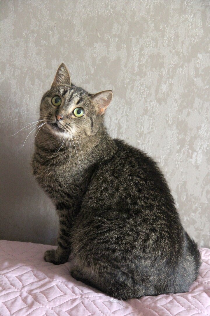 Кошка Ирен из Банды Дворя