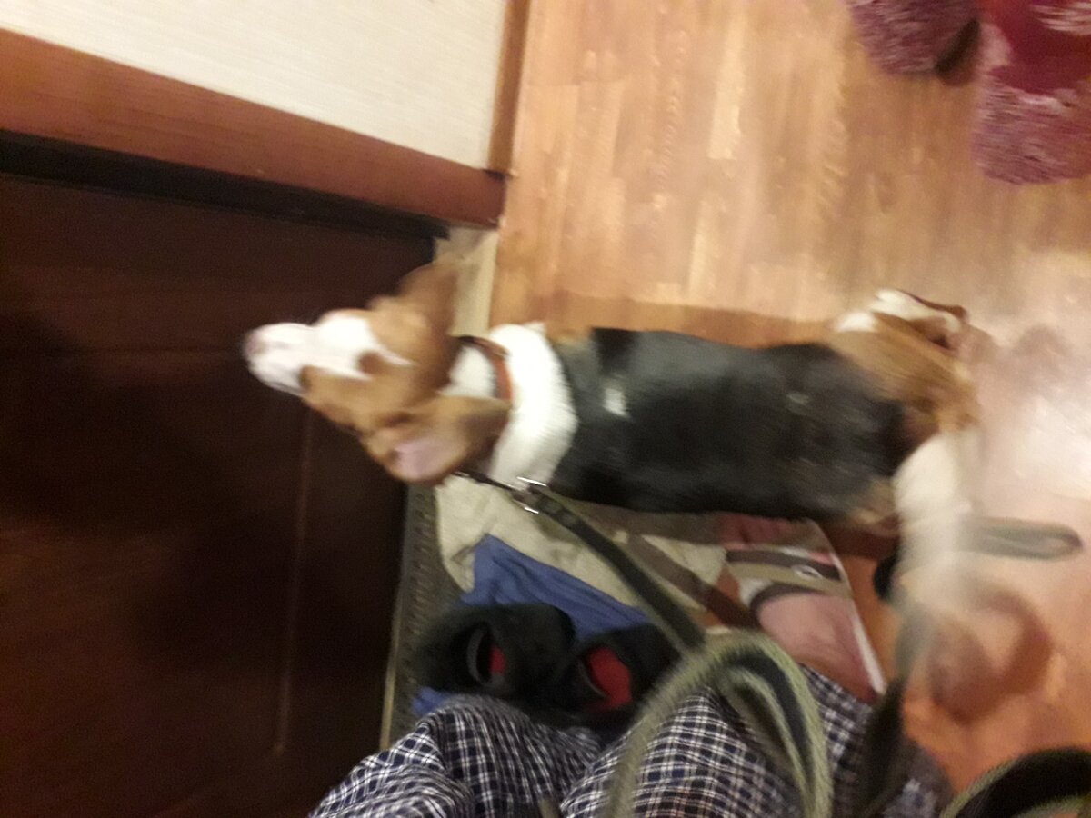 Идём гулять