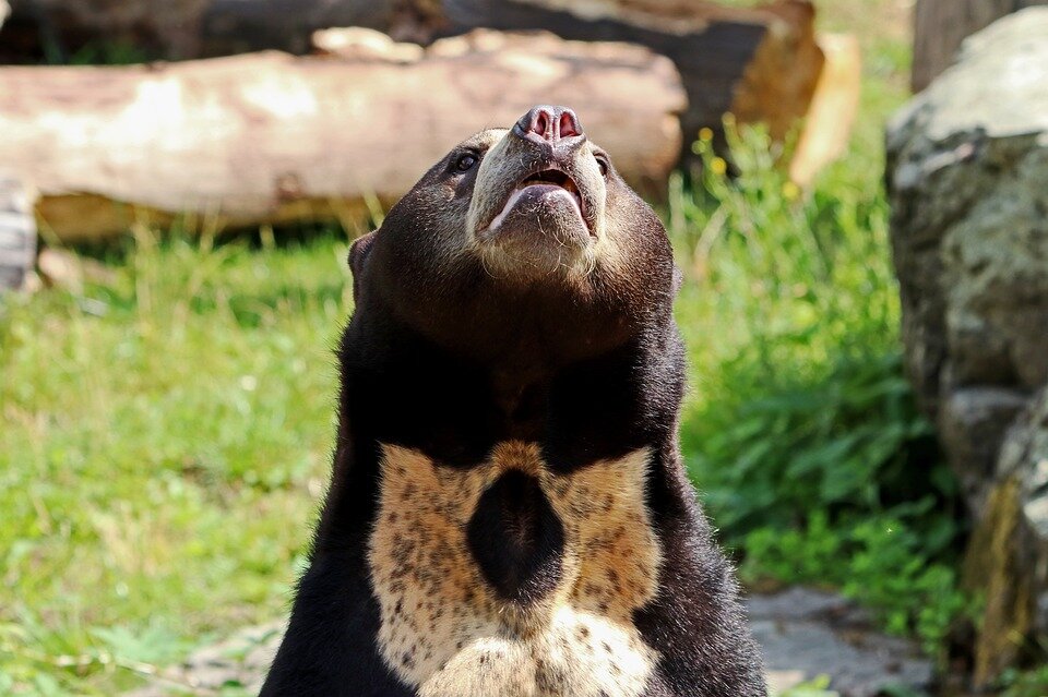 Источник: https://cdn.pixabay.com/photo/2017/07/06/07/34/bear-2477269_960_720.jpg
