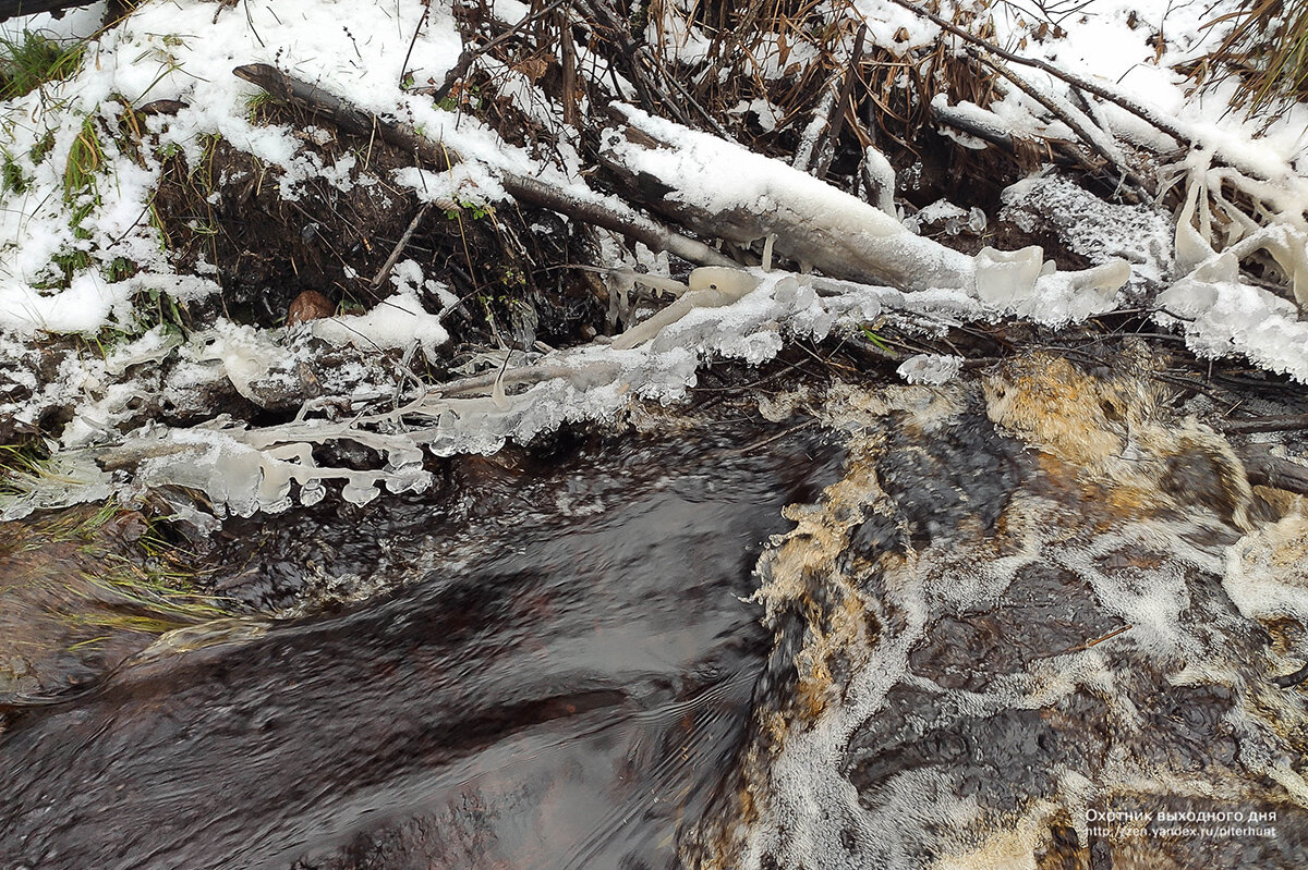 На бобровой плотине вода еще не замерзла.