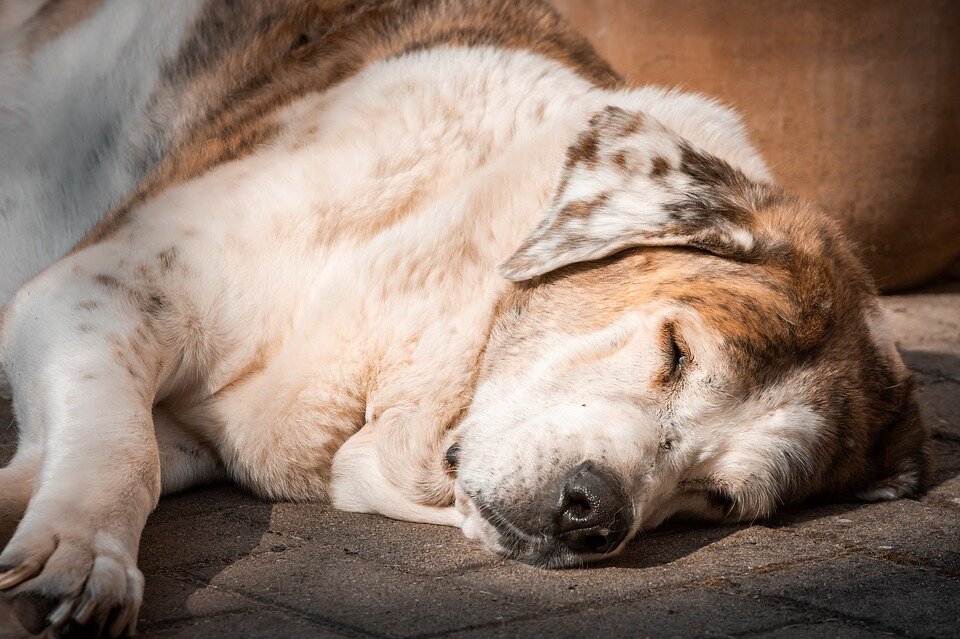 Источник: pixabay.com/ru/photos/собака-сон-отдых-домашнее-животное-4148946/