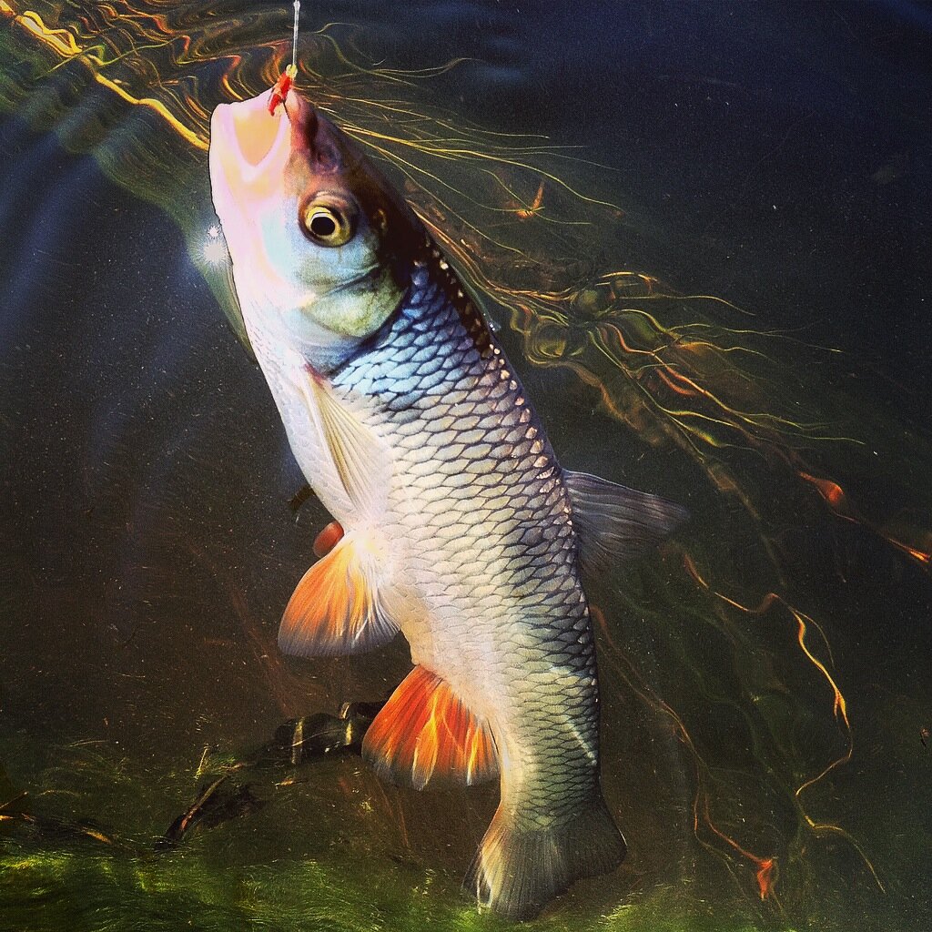 приём лови ошибку в начальной школе. рыбалка на окуня. скидки. лови момент выгодно. лови момент надпись.