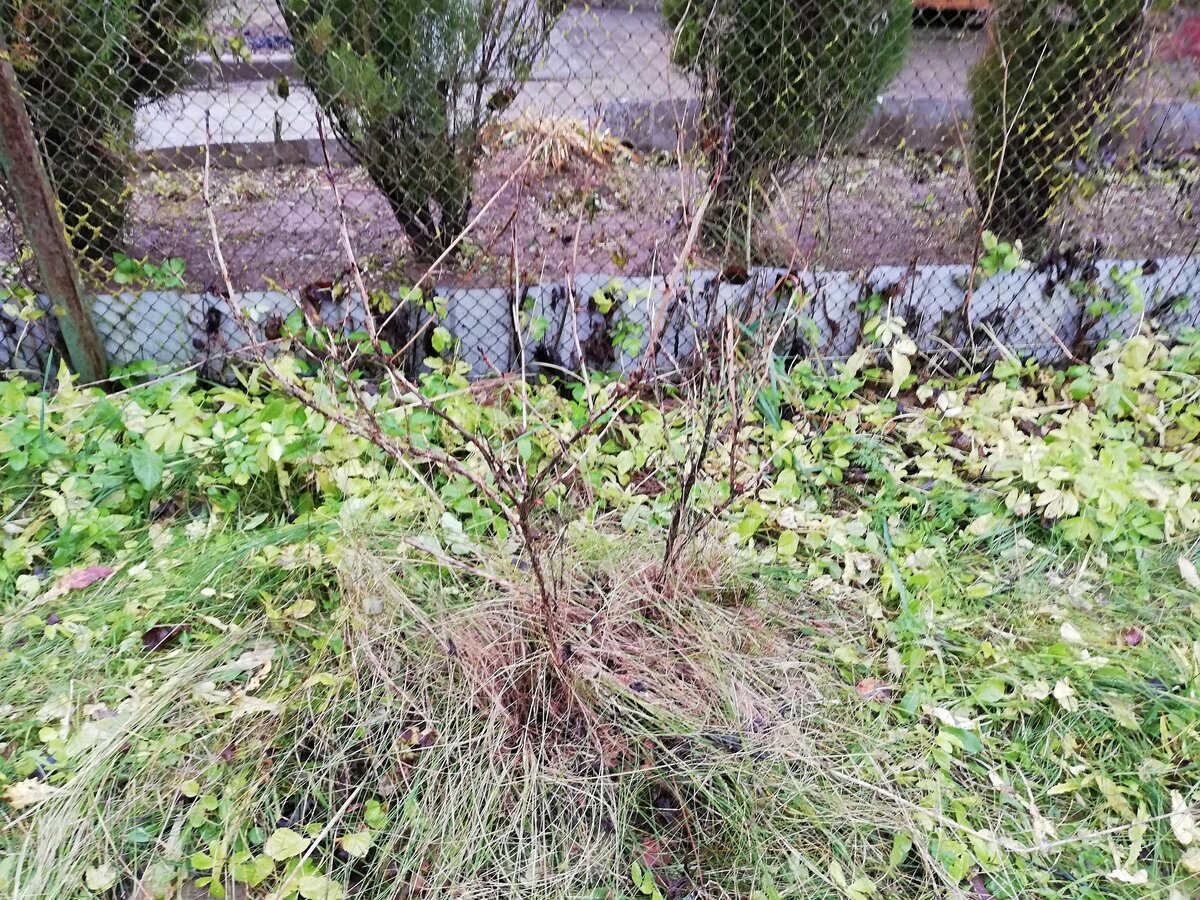 Искусственная зелень листья. Надпись кусты. Сциадопитис мутовчатый (sciadopitys verticillata). Sciadopitys verticillata семена. 9 кустов.