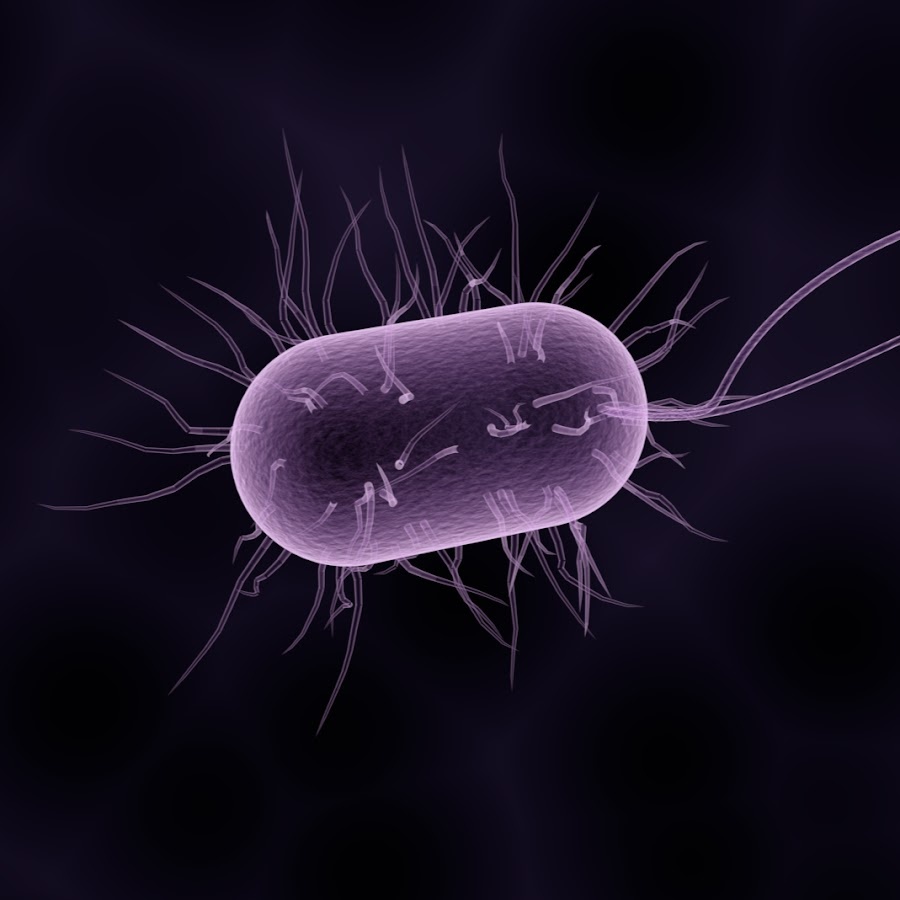 Бактерия под микроскопом. Источник фото: https://yt3.ggpht.com/a/AGF-l7_3eYZu_W9x2pCxfgwUH-CCOBHBcTuj8g-WUQ=s900-c-k-c0xffffffff-no-rj-mo