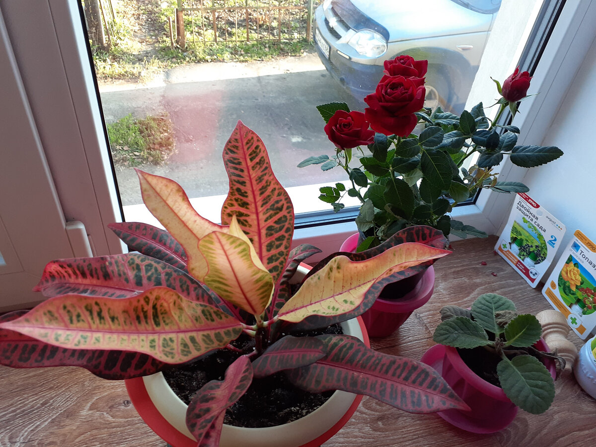 Авторское фото.