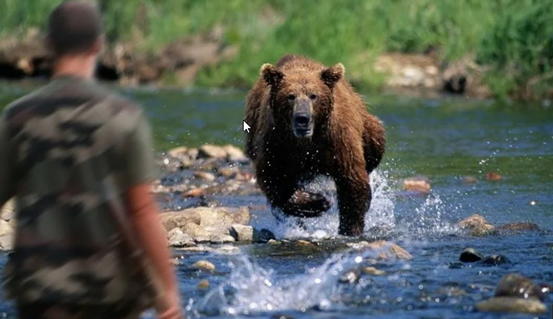Друзья решил написать эту статью потому что наболело. В последние годы всё опаснее стало ходить в лес и на прилегающие водоёмы, и причиной тому невероятное количество расплодившихся бурых медведей.