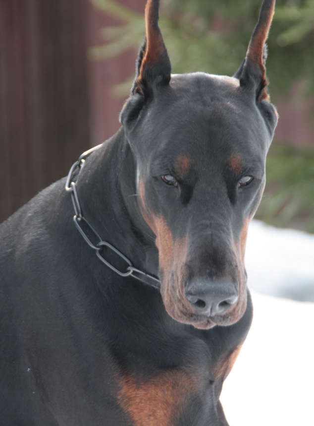 Такая собачка напугает даже здорового мужика с топором:)