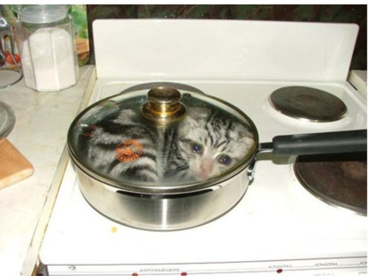 Не любите кошек вы просто не умеете их готовить