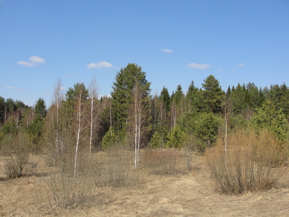 Еще не распустились почки на березках