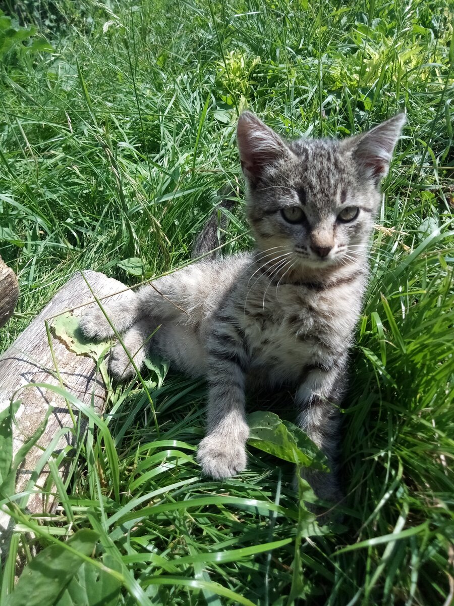 Красавица Маркиза
