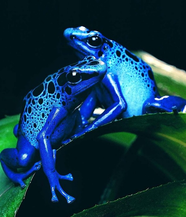 https://www.tokkoro.com/picsup/5616887-amphibians-wallpapers.jpg