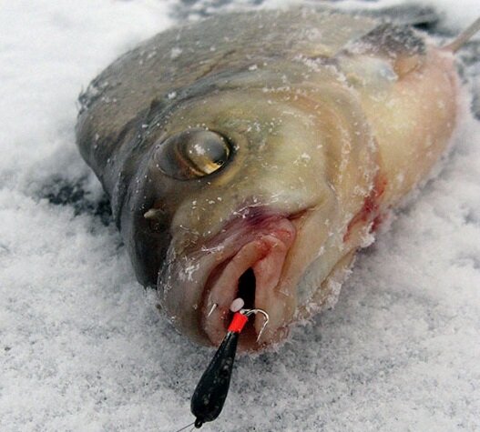 Взято из Яндекс картинок