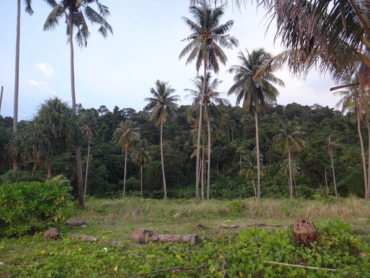 это вид на вырубленные участки по застройку по дороге по пляжу.