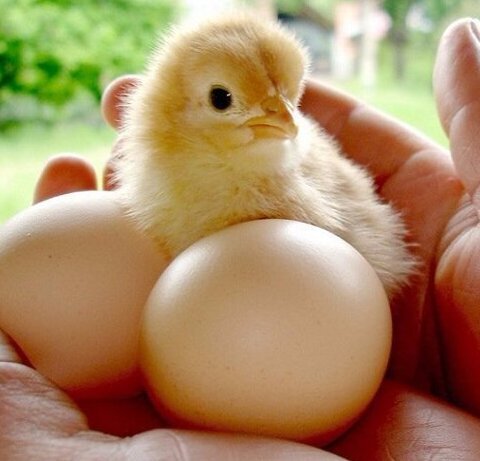 Фото из интернета... 