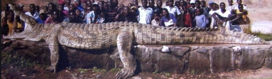 Нильский крокодил в 1,5 раз меньше крокодила-людоеда