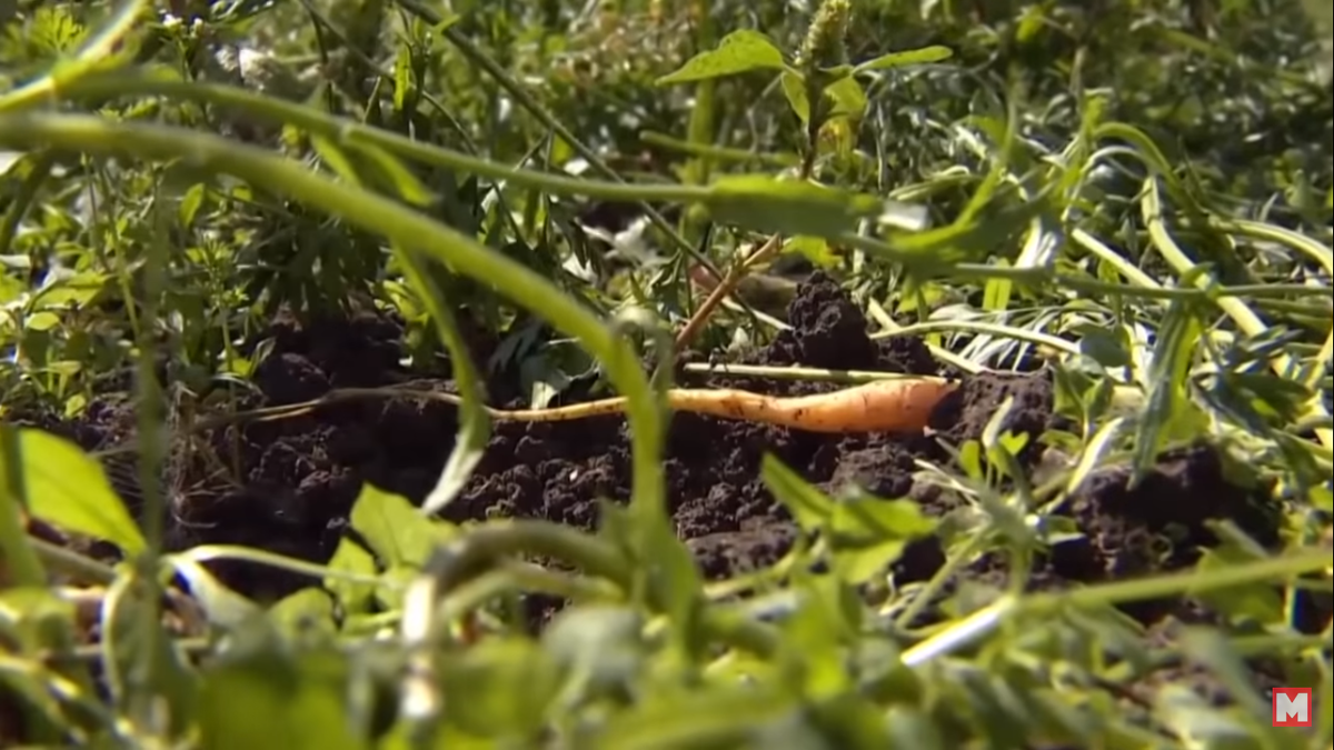 Обычная морковь