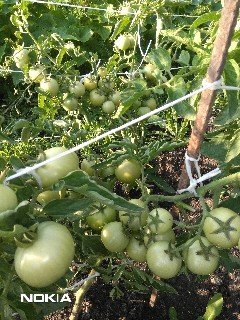 Вкусовые качества плодов
