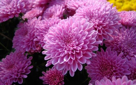 Шаровидные хризантемы
