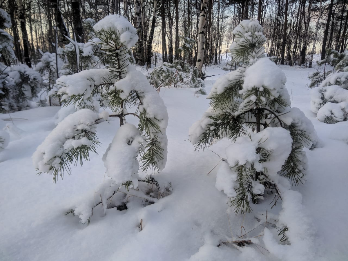 Winterwald. Зимний лес 