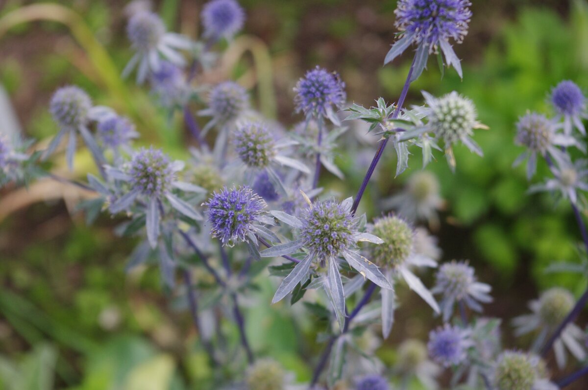 РЎРёРЅРµРіРѕР»РѕРІРЅРёРє Eryngium alpinum