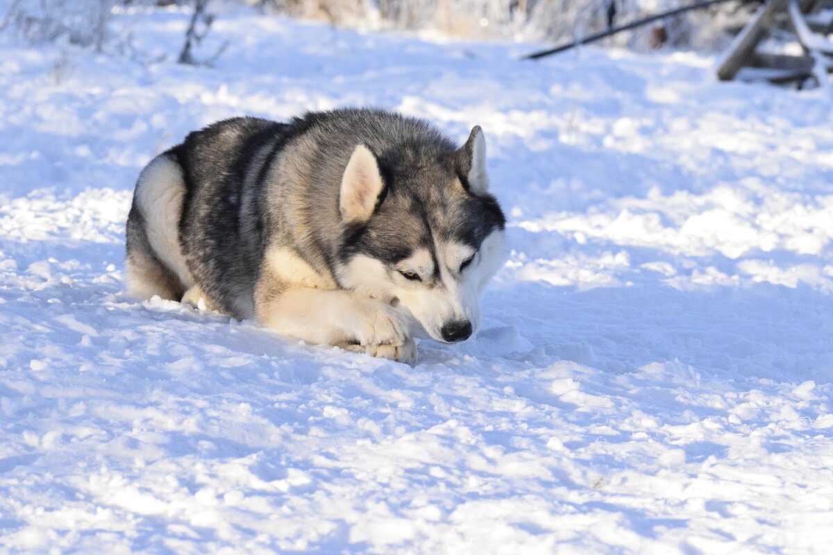 Жизнь с 10 хаски проза