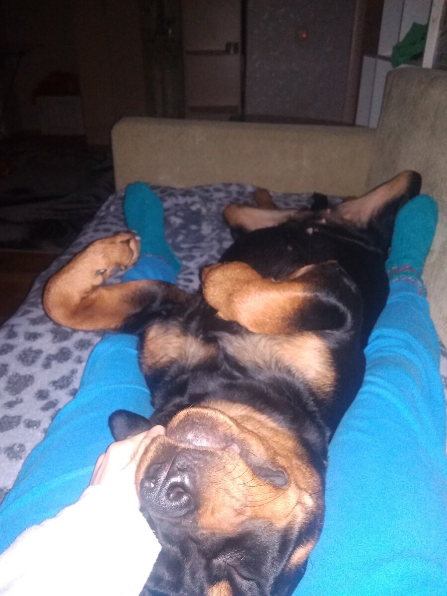 Моя собака "убийца"