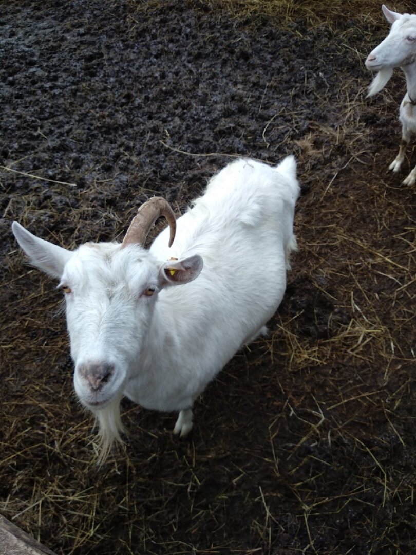 Январь 2020 - козы гуляют